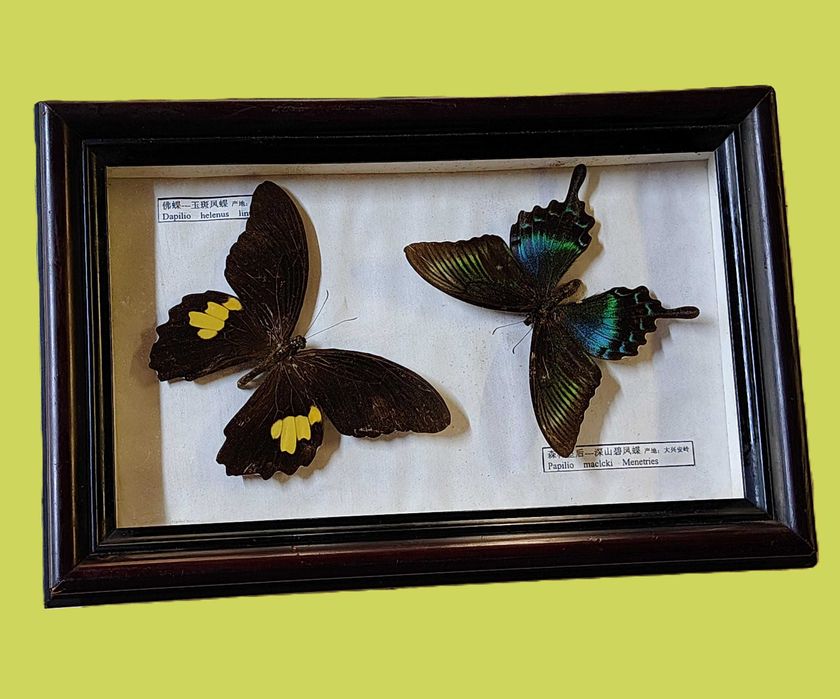 Сет  от рамкирани колекции от истински пеперуди-15бр.,7бр.,2бр.,1бр,