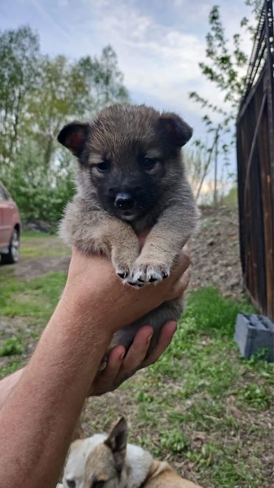 Отдам в добрые руки