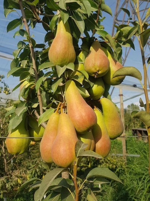 Nok ko'chatlari yangi sortlar