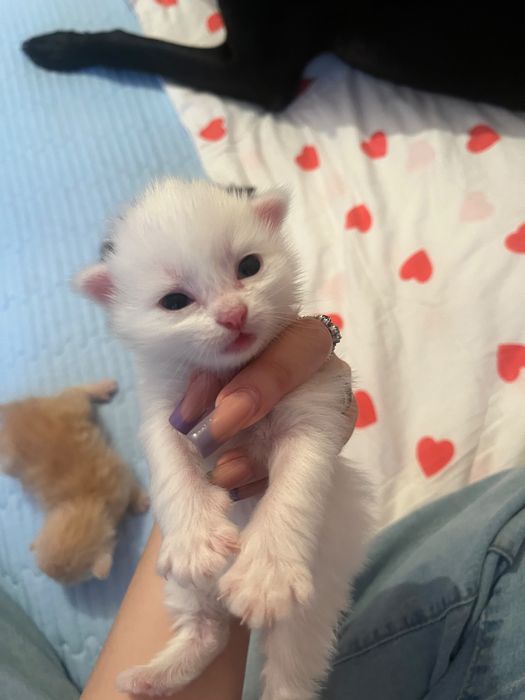 Котята мальчики