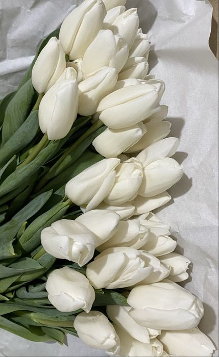 Луковицы голландских тюльпан