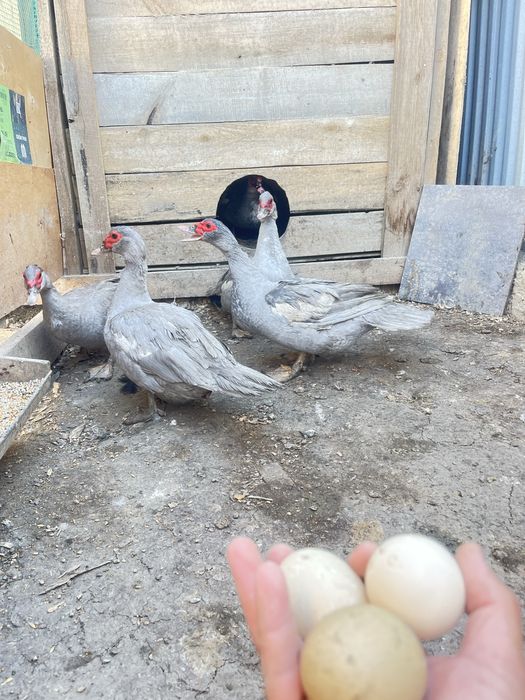 Индаутка тяж линя яица инкубатор