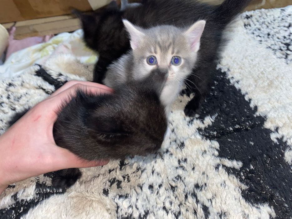 Ждут хозяев котята!