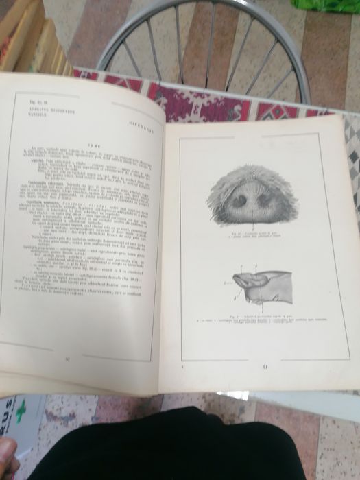 Atlas vechi de anatomie pt veterinari