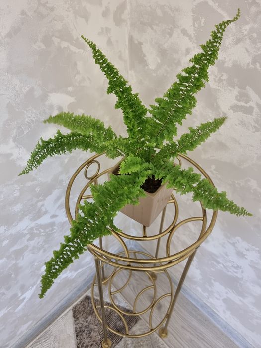 Папоротник. Нефролепис Дассада