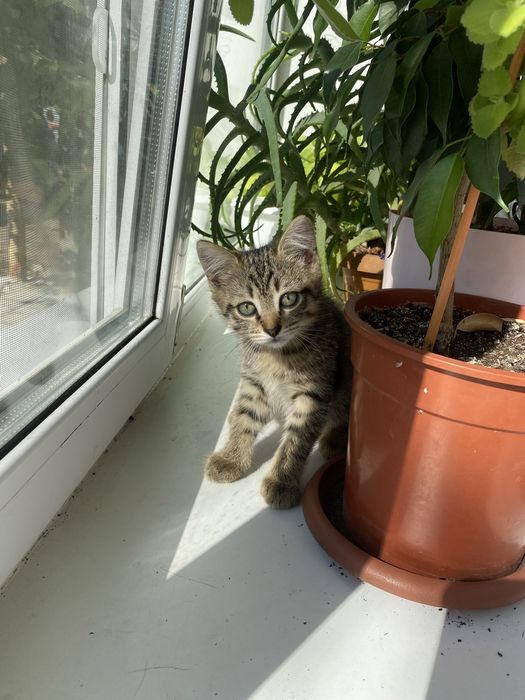 Котята, котенок, кошка