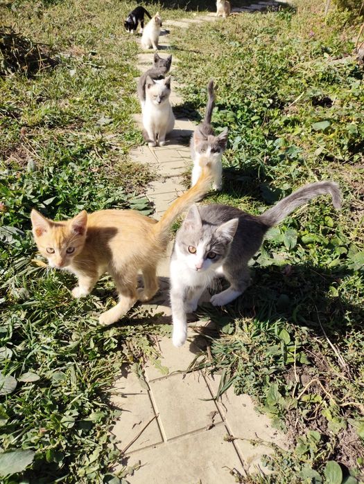 Котята от крысыловки.