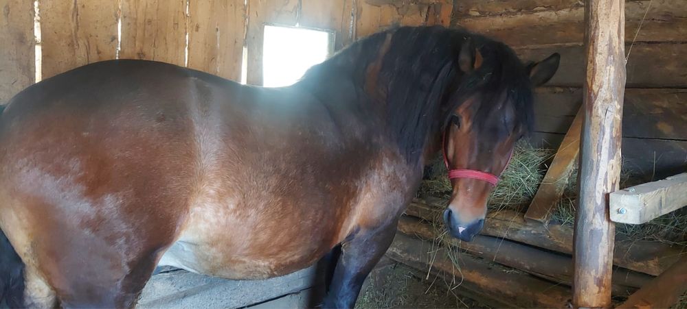 Vand armasar de 5 ani.