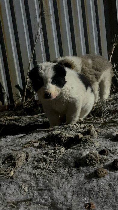 Продам щенков алабая