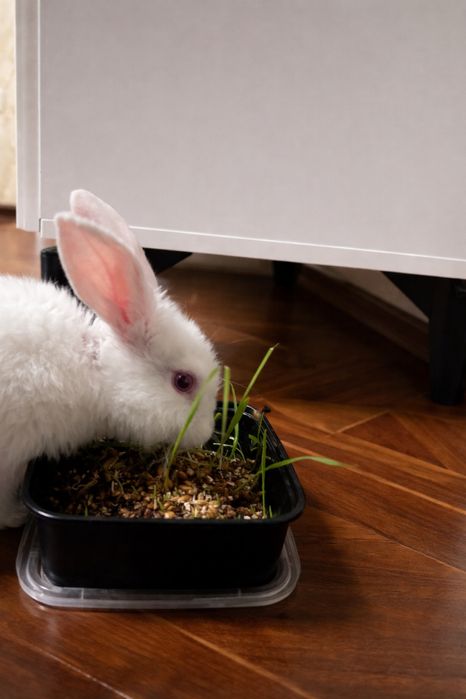 Кролик + клетка и полный комплект