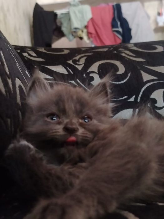 Котёнок мальчик! Отдам котёнка