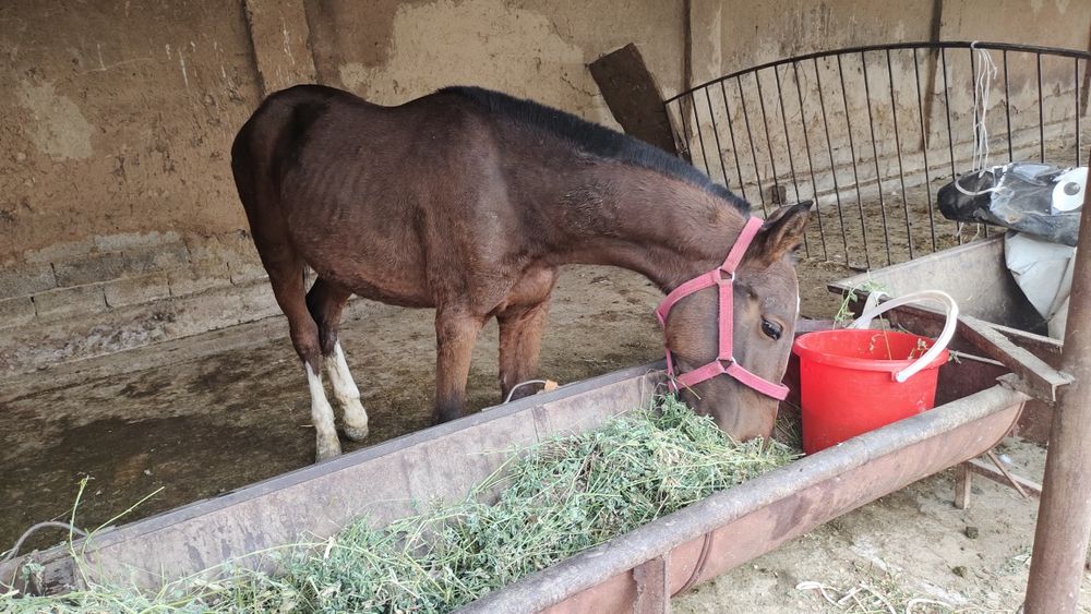 От сотилади лошадь