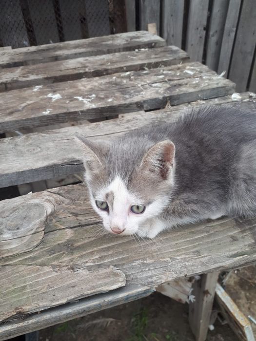 Отдам бесплатно котенка.
