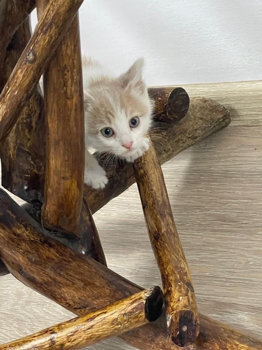 Малыши котята ищут новых хозяев