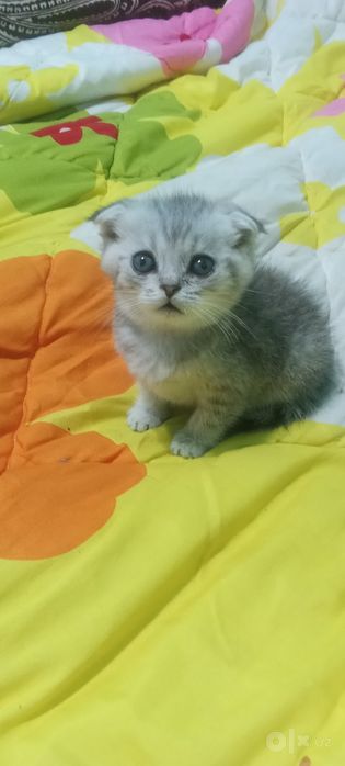 Котята  шотландские страйты