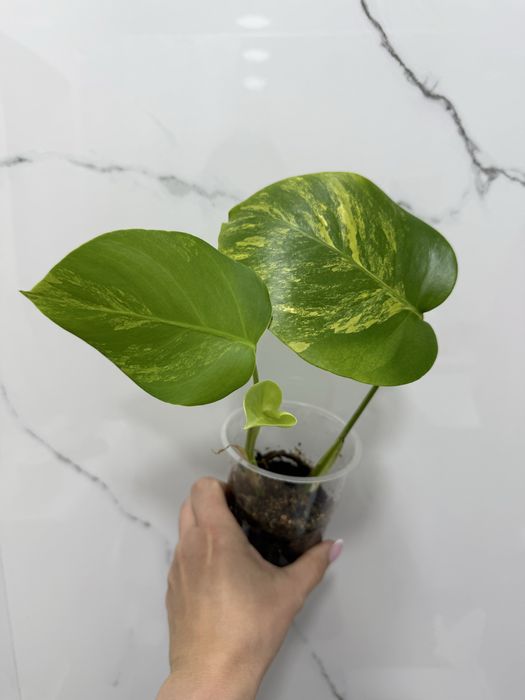 Монстера Еллоу(желтая)