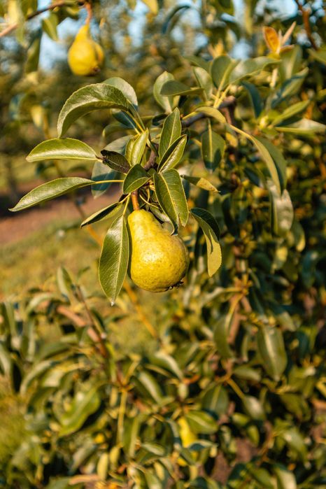 Продава се Земеделски имот в с. Братово, Област Бургас -  кв.м за 9211 €/дка - Снимка #9