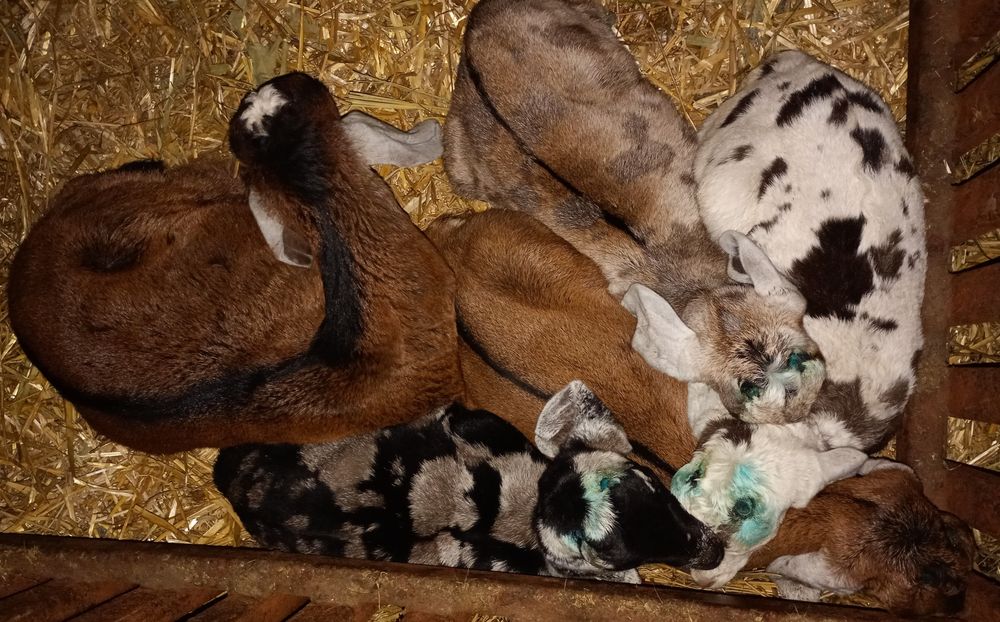 Anglonubiene ieduțe si iezi de vânzare