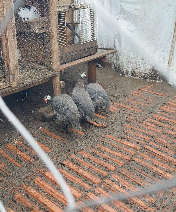 Vând bibilici 3 bucati