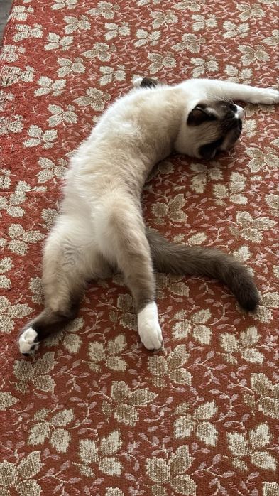 Отдам сиамского кота в хорошие руки