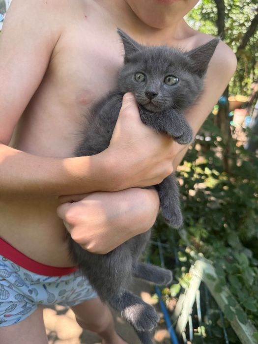 Отдам милых котят в добрые руки.
