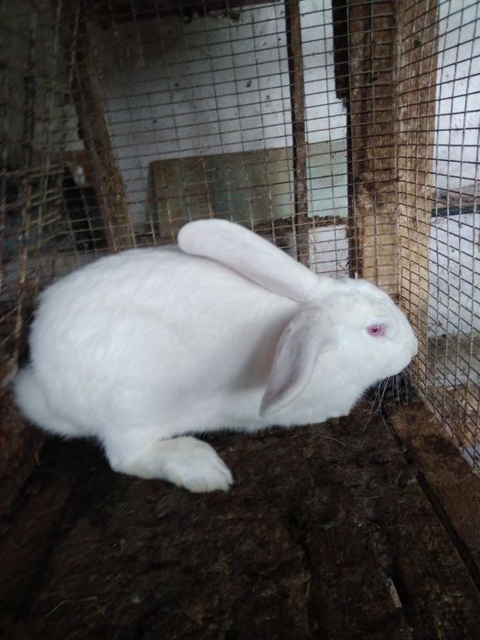 Кролики начальная цена 150000сум