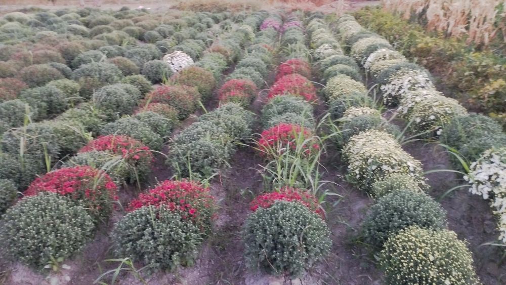 Бухоро.  гуллари