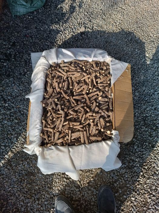 Павловния ФТЕ ва М1 илдиз каламчалари бор