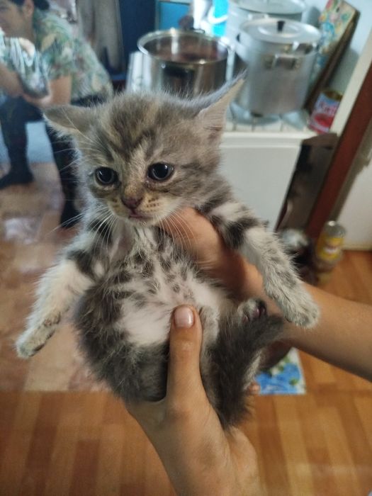 Отдам котят в добрые руки