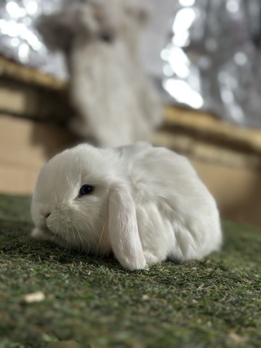 Quyon bolalari karlik baran zotdor