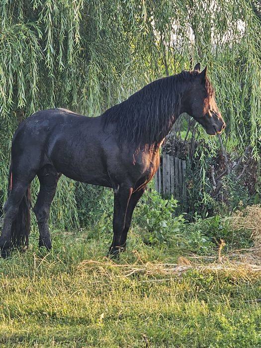 armăsar fizian 8 ani