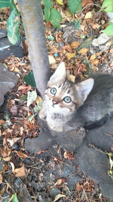Отдам котят в хорошие руки
