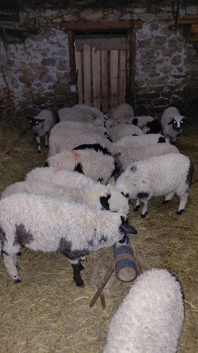 Vand 10 berbecuti dupa 1 aprilie