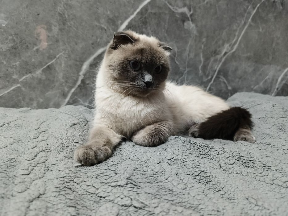 Котята. Девочка и мальчик.