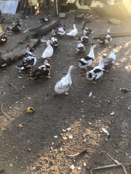 Rate si ratoi lesesti de vanzare