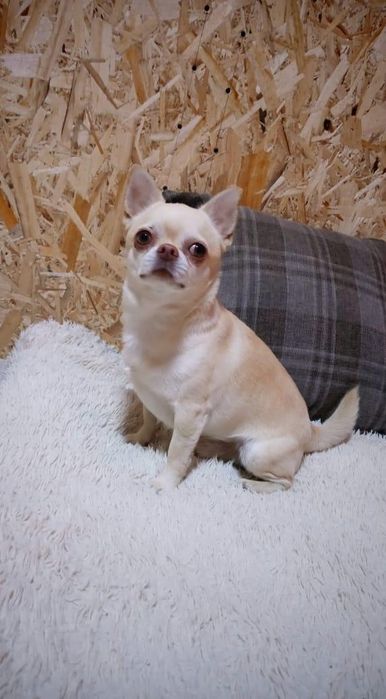 В Продаже Щенки Чихуахуа