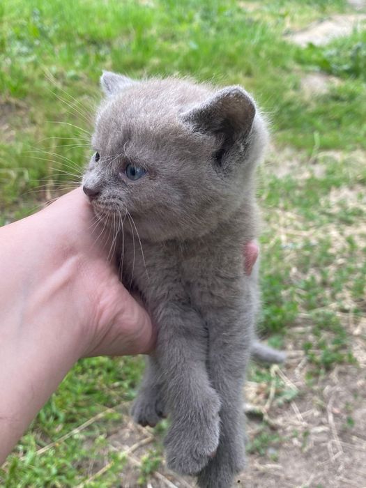 Отдам котят в хорошие руки