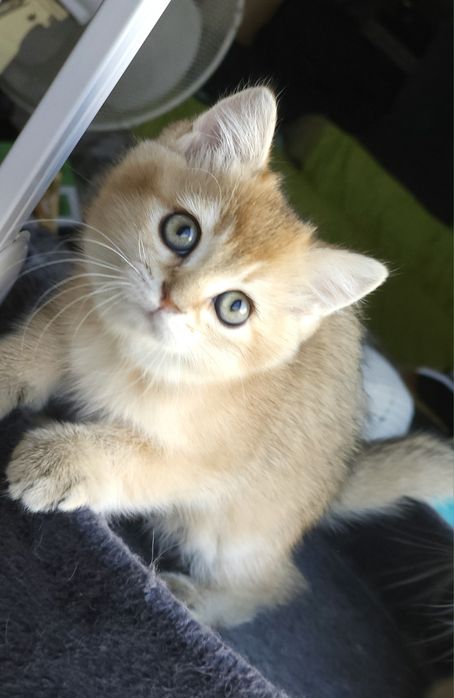 Британски котенца