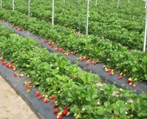 Folie Mulcire Neagra 1,2x 500ml=370 lei/rola,30micr,Aditivata,3SEZOANE