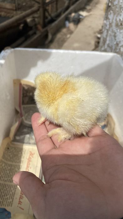 Цыплята браун