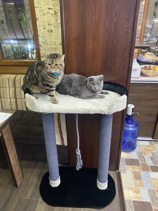 Когтеточки для котят  и кошек. Имеется в наличии Высота  60см 420000