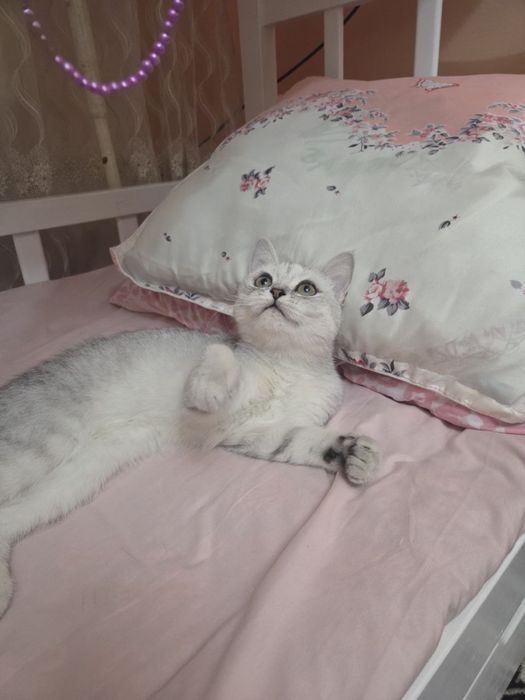 Serebristiy shinshilla qiz