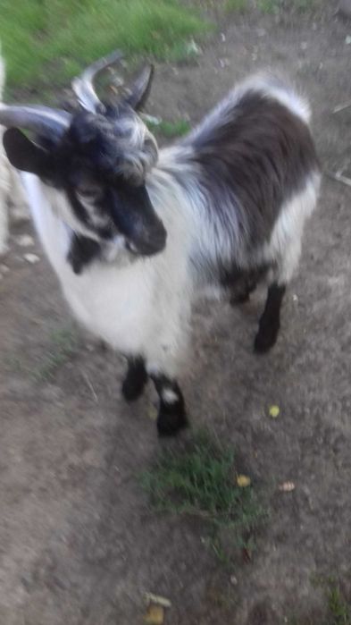 Țapi de vânzare - 8 luni - 38 kg - 380 lei bucata - Detalii la telefon