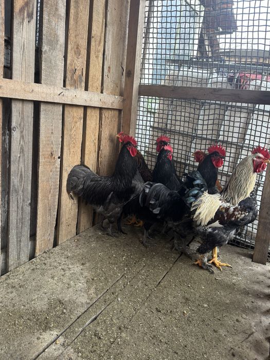 Vand cocosi frumosi!