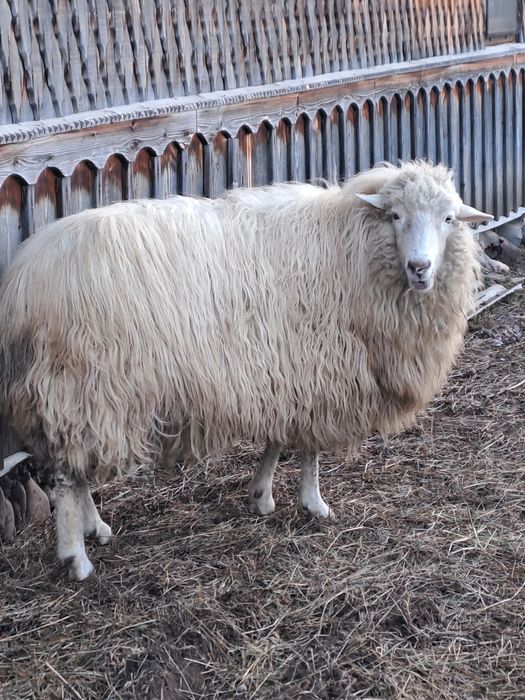 Schimb berbec pe 2 oi