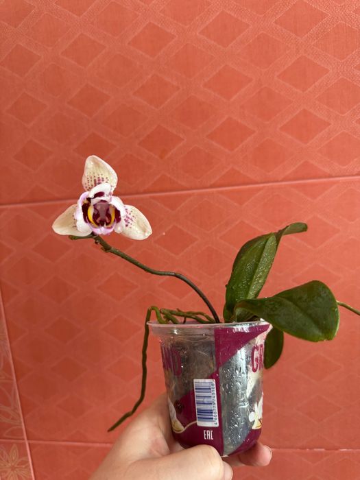 Орхидея , фаленопсис