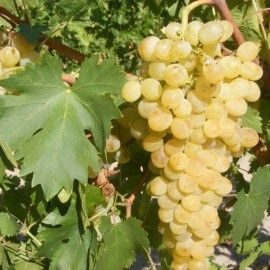 Viata De Vie Altoită (De Vin )