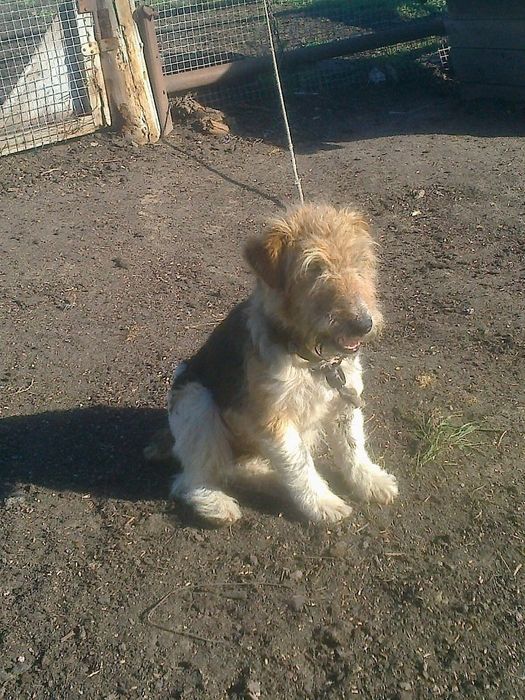 Ягдтерьер.фокстерьер.джек рассел.