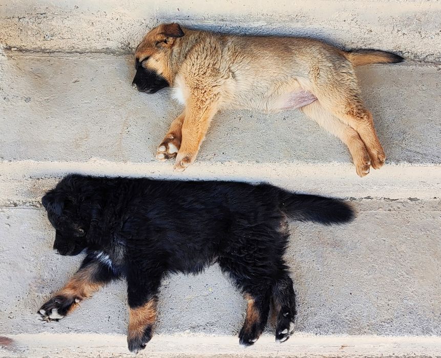 Щенки (метисы кавказской овчарки и некрупного алабая)