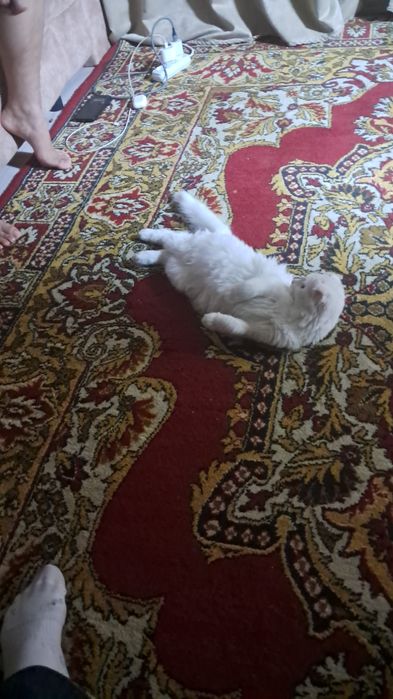 Ищу кота для вязки